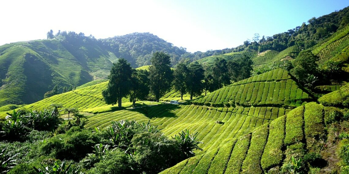 plantation the