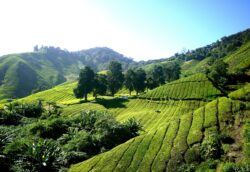 plantation the