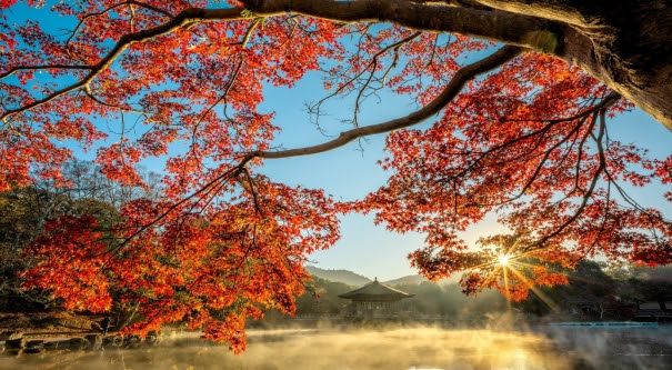 JAPON