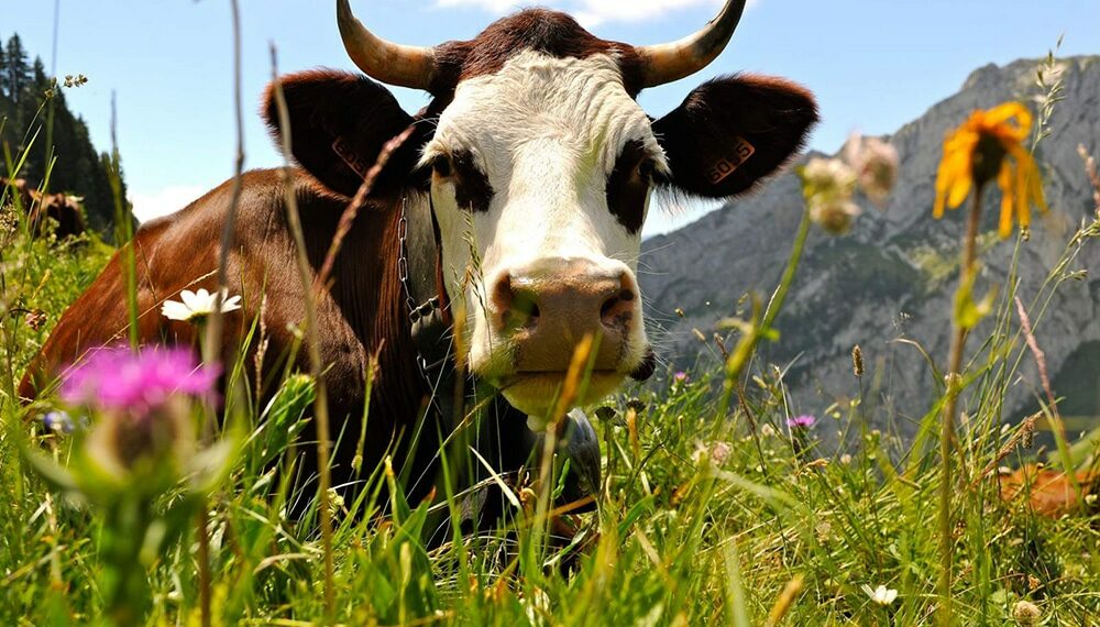 Au fil des siècles, les habitants et les religieux ont sélectionné une race particulièrement de vache bien adaptée au climat et à la vallée d’Abondance