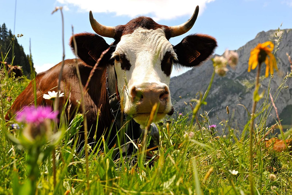 Au fil des siècles, les habitants et les religieux ont sélectionné une race particulièrement de vache bien adaptée au climat et à la vallée d’Abondance