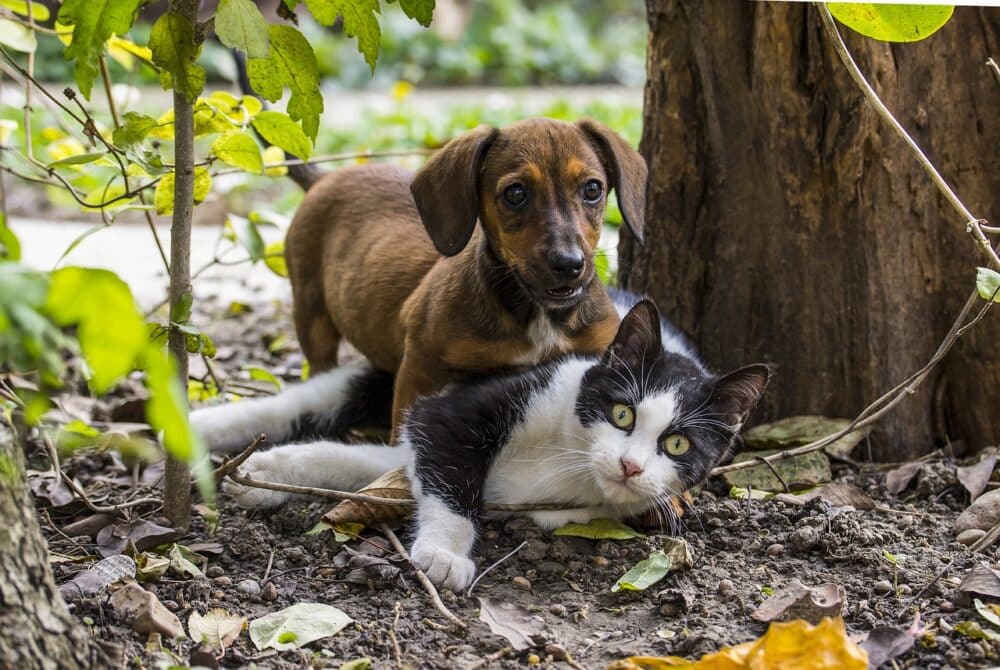 garde animaux compagnie