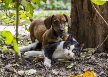 garde animaux compagnie