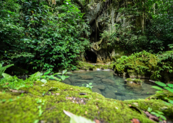 Jungle Fever au Belize : Le Belize teinté de vert