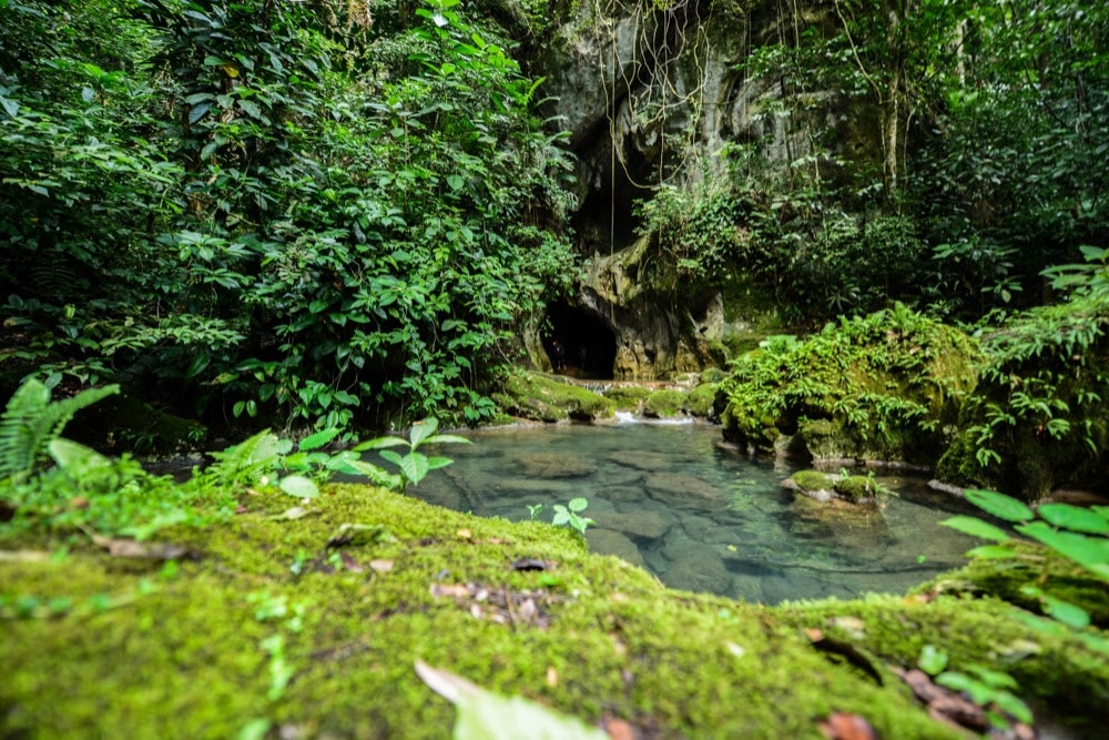 Jungle Fever in Belize: Green colored Belize