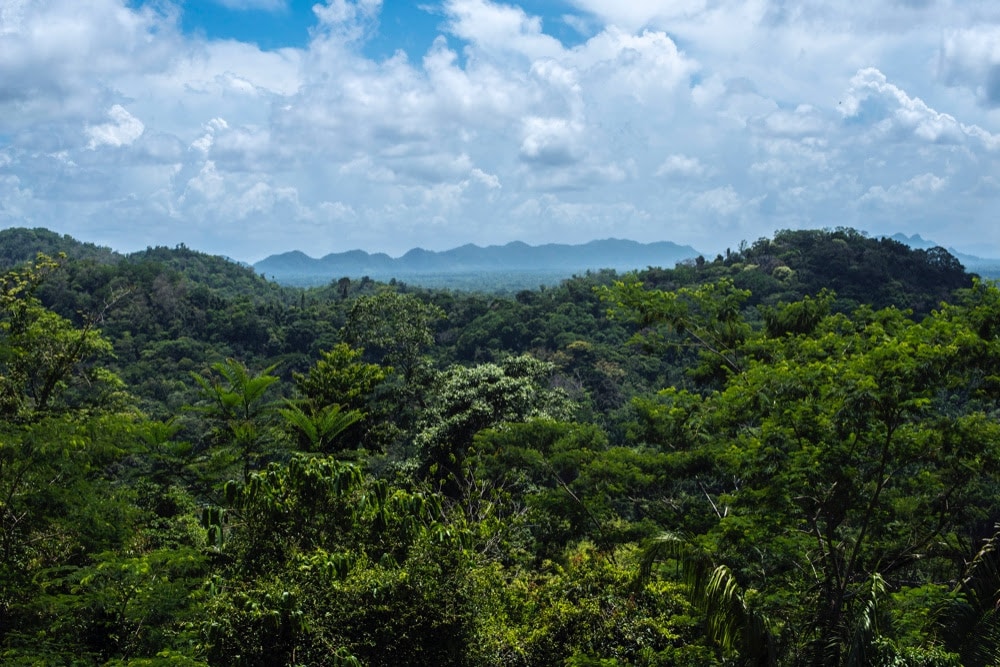 Jungle Fever au Belize : Le Belize teinté de vert