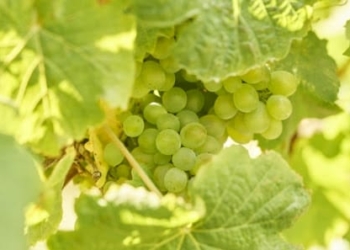 La Fête du Vin de Madère se déroulera du 25 août au 11 septembre.