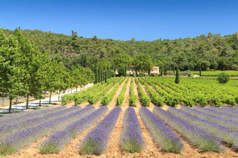 Le Fascinant Week-end Vignobles & Découvertes : Immersion au cœur de nos terroirs du 13 au 16 octobre 2022