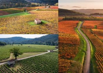 LES VIGNOBLES DU LOT Voyage au cœur d’un territoire marqué par la culture de la vigne