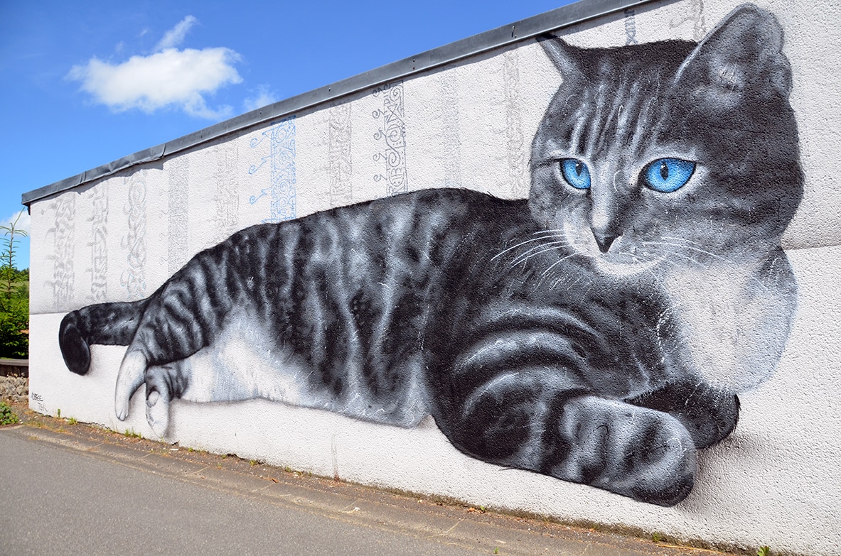 Puy de Dôme chats Gouttières Combrailles