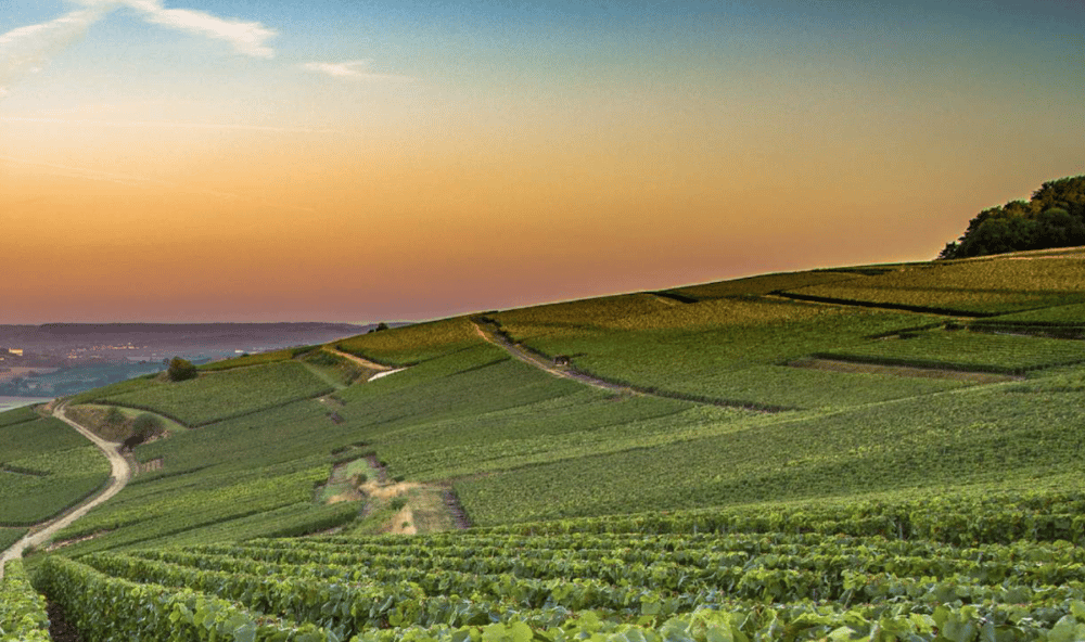 LOISIUM en Champagne