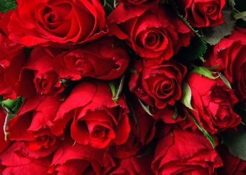 roses rouges st valentin