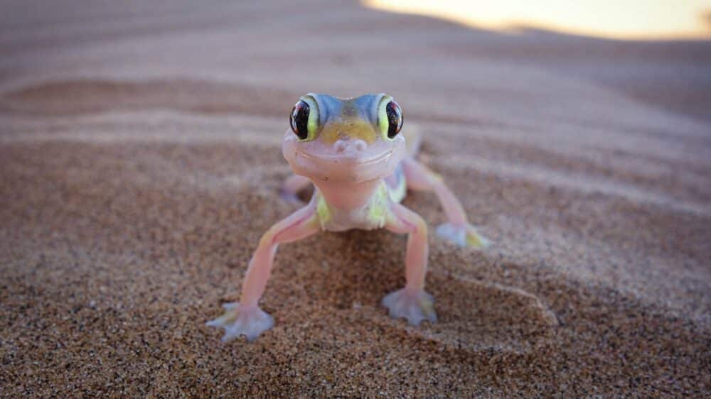 Gecko au Sri Lanka