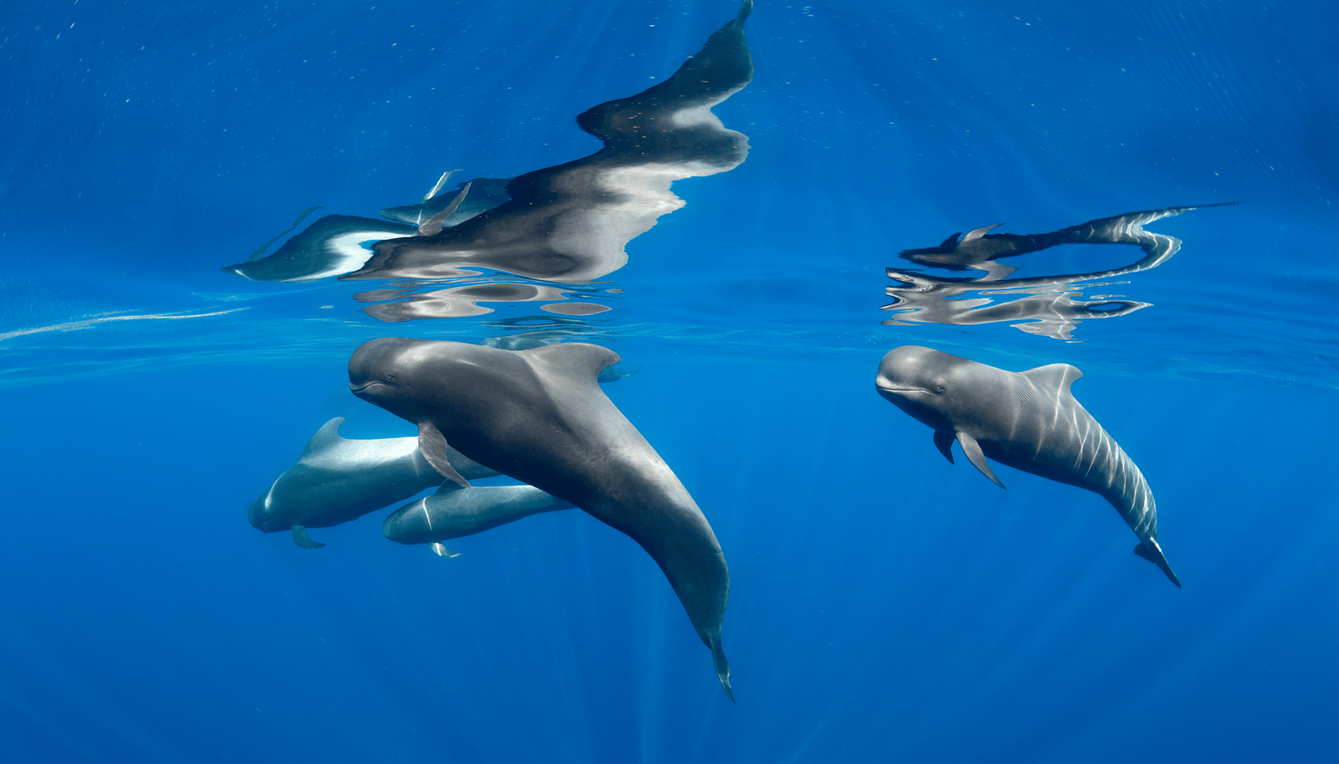 Îles Canaries