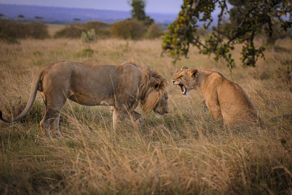 AFRIQUE