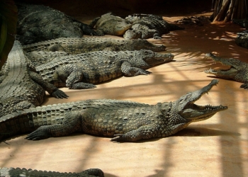 Ferme aux Crocodiles. Photo Wikimedia commons.