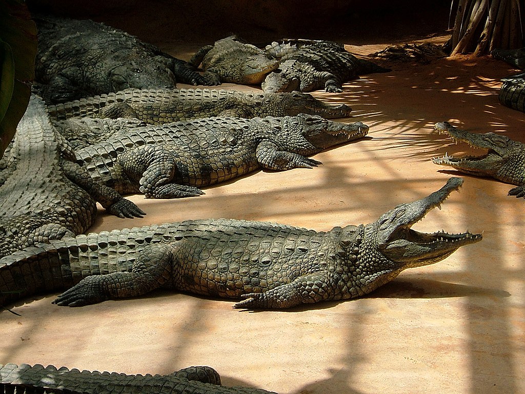 Ferme aux Crocodiles. Photo Wikimedia commons.