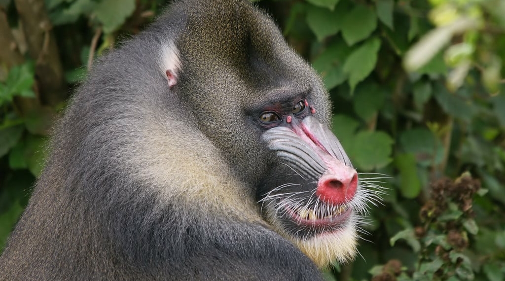 Vallée des singes. Photo Visualhunt.