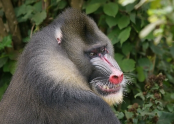 Vallée des singes. Photo Visualhunt.