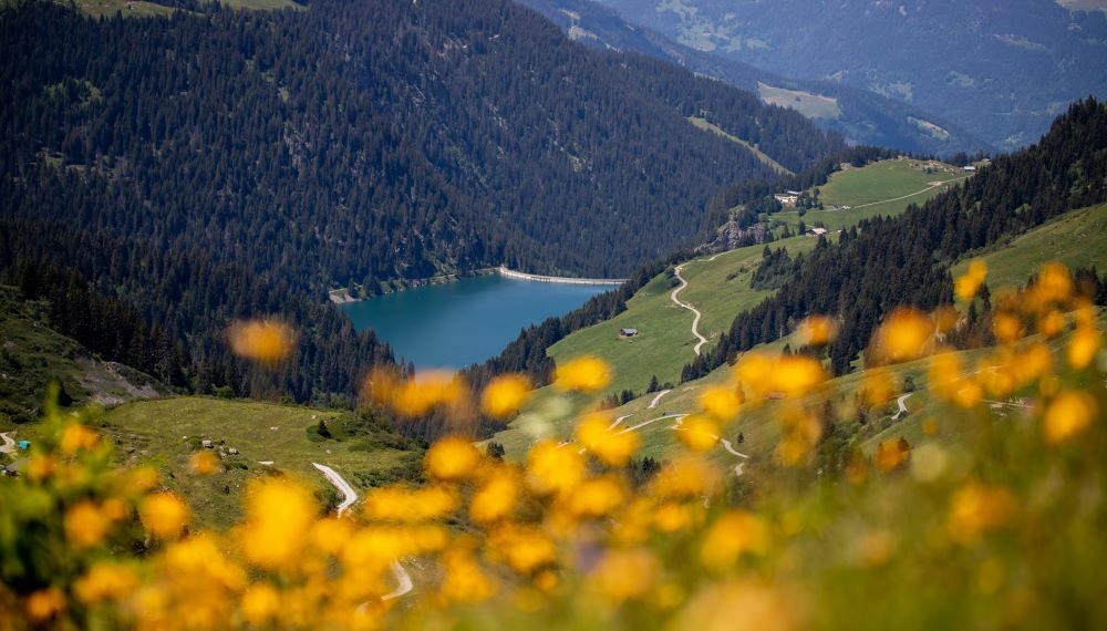 lac montagnes fleurs jaunes