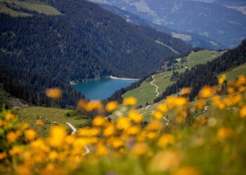 lac montagnes fleurs jaunes