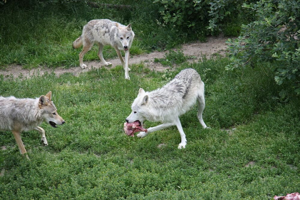 Parc des Loups du Gévaudan : l’histoire de la Bête