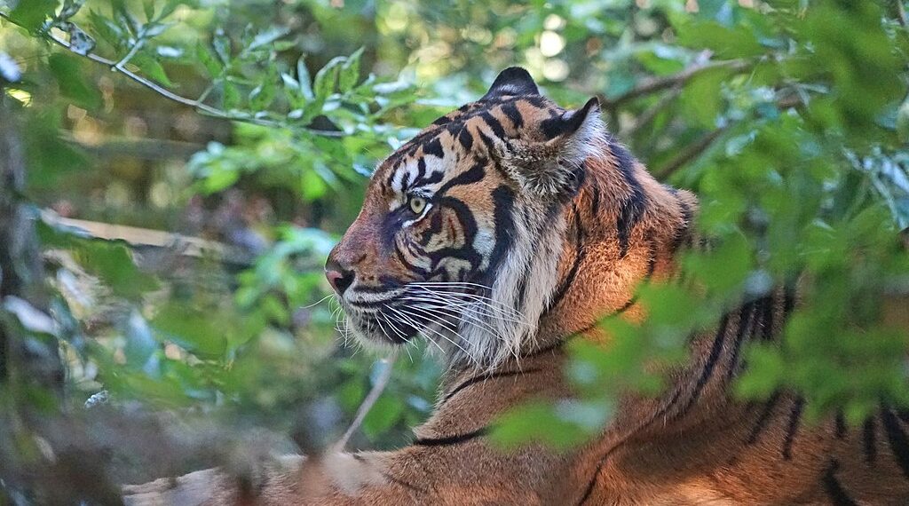 Tigre de Sumatra. Beauval. Photo Wikimedia Commons.