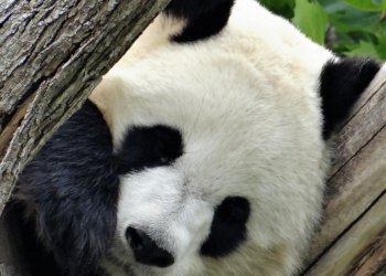 Panda Beauval. Photo Wikimedia Commons.