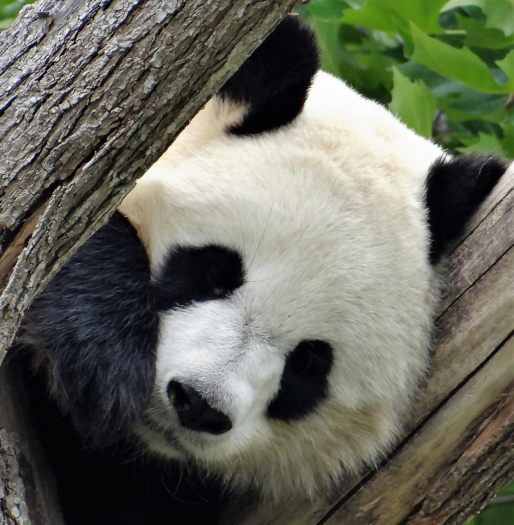 Les pandas sacrés de Beauval : feuilletons à rebondissements