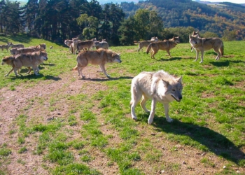 Les loups du Gévaudan. Photo Wikimedia Commons.