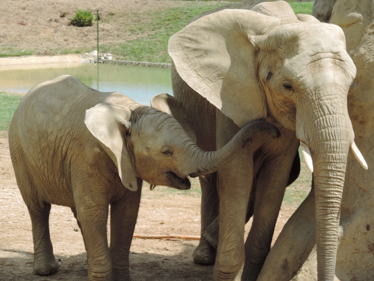 Eléphants. © Zoo African Safari. Plaisance-du-Touch.