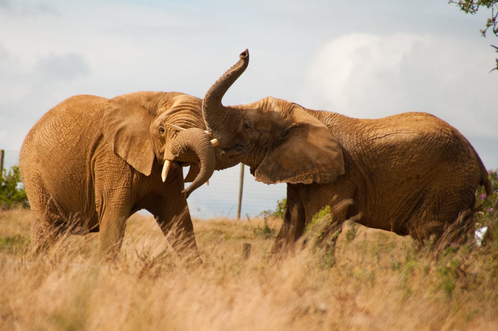 planète sauvage éléphants