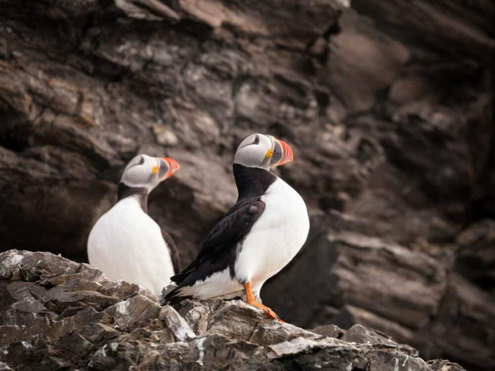 Offre croisière en Arctique et Antarctique