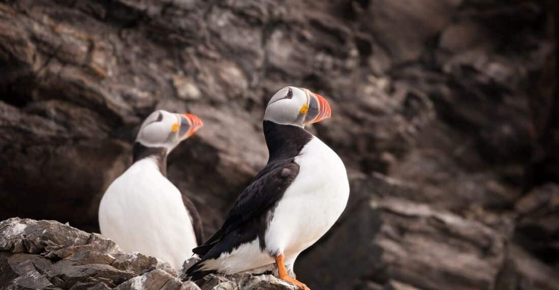 Offre croisière en Arctique et Antarctique