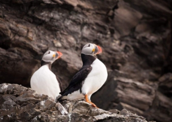 Offre croisière en Arctique et Antarctique