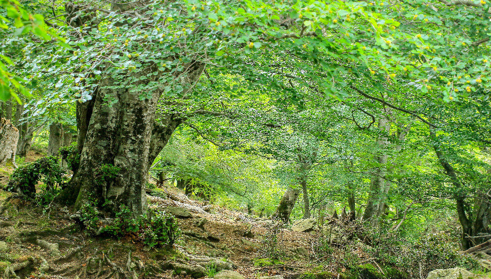 Réserve Naturelle Nationale de la Forêt de la Massane