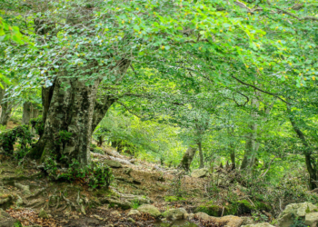 Réserve Naturelle Nationale de la Forêt de la Massane