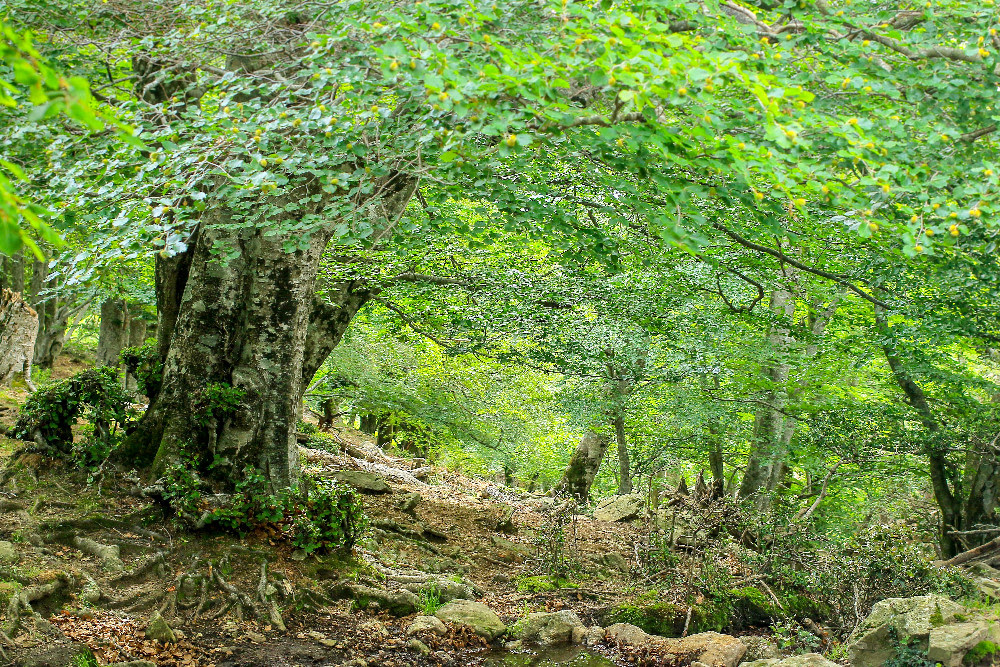 Réserve Naturelle Nationale de la Forêt de la Massane