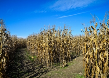 Labyrinthe de maïs à Brest