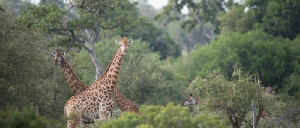 Safari en Afrique du Sud