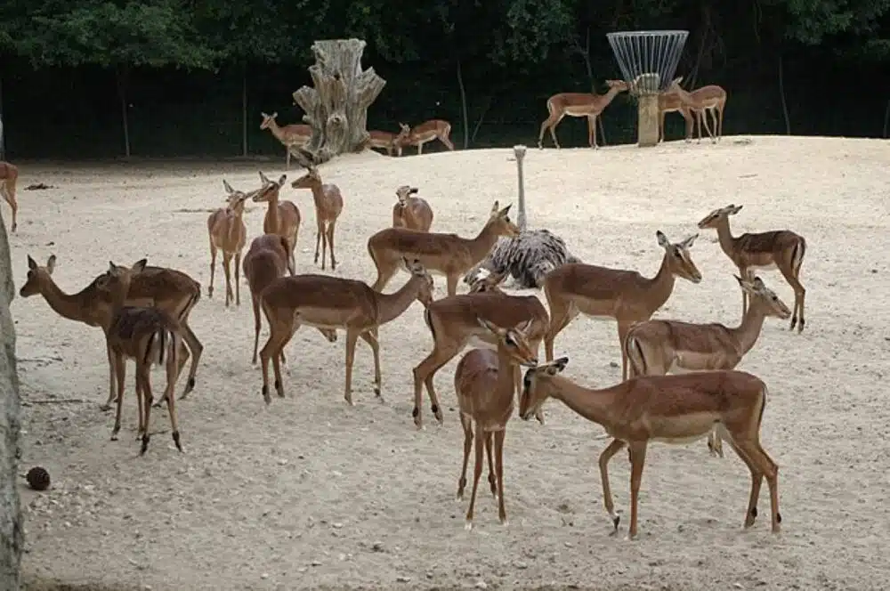 La Palmyre zoo, Incontournable des Charentes
