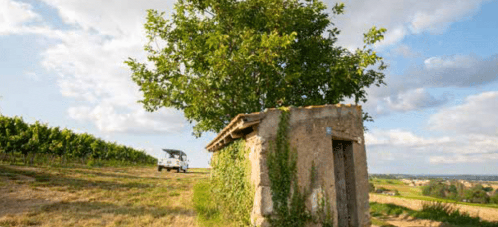 VIGNOBLE DE SAINT-POURÇAIN