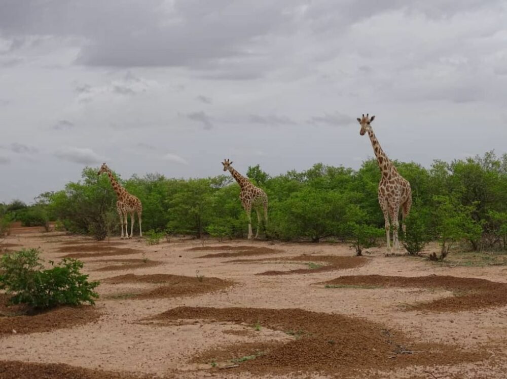 Bioparc Conservation rejoint le plus grand réseau de protection de la nature