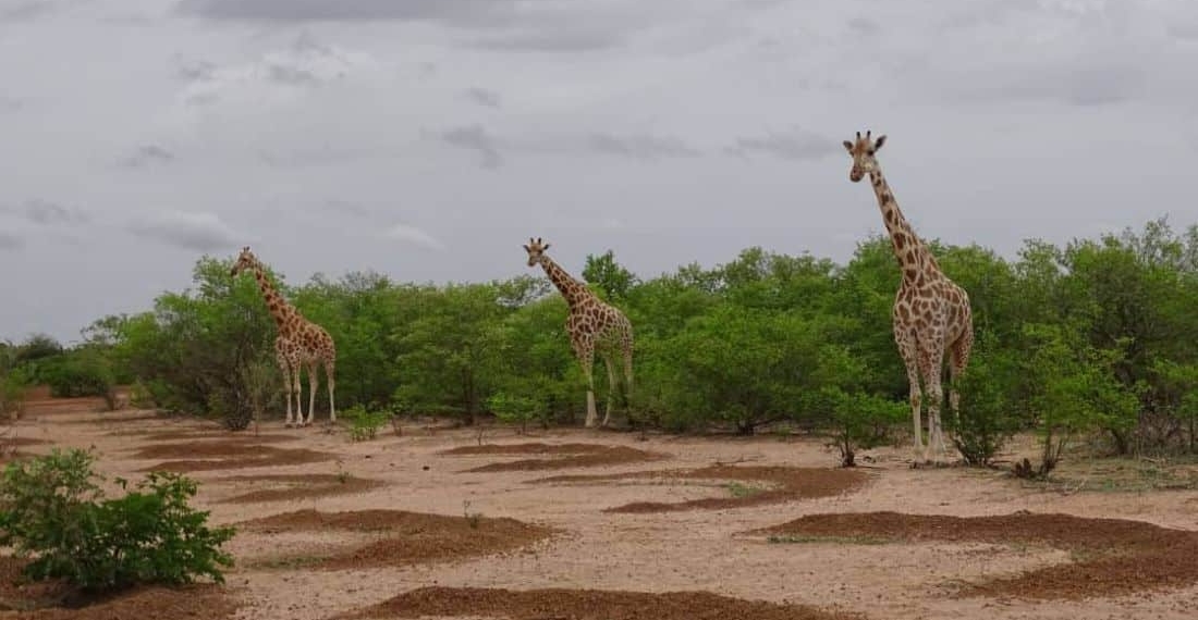 Bioparc Conservation rejoint le plus grand réseau de protection de la nature