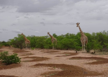 Bioparc Conservation rejoint le plus grand réseau de protection de la nature