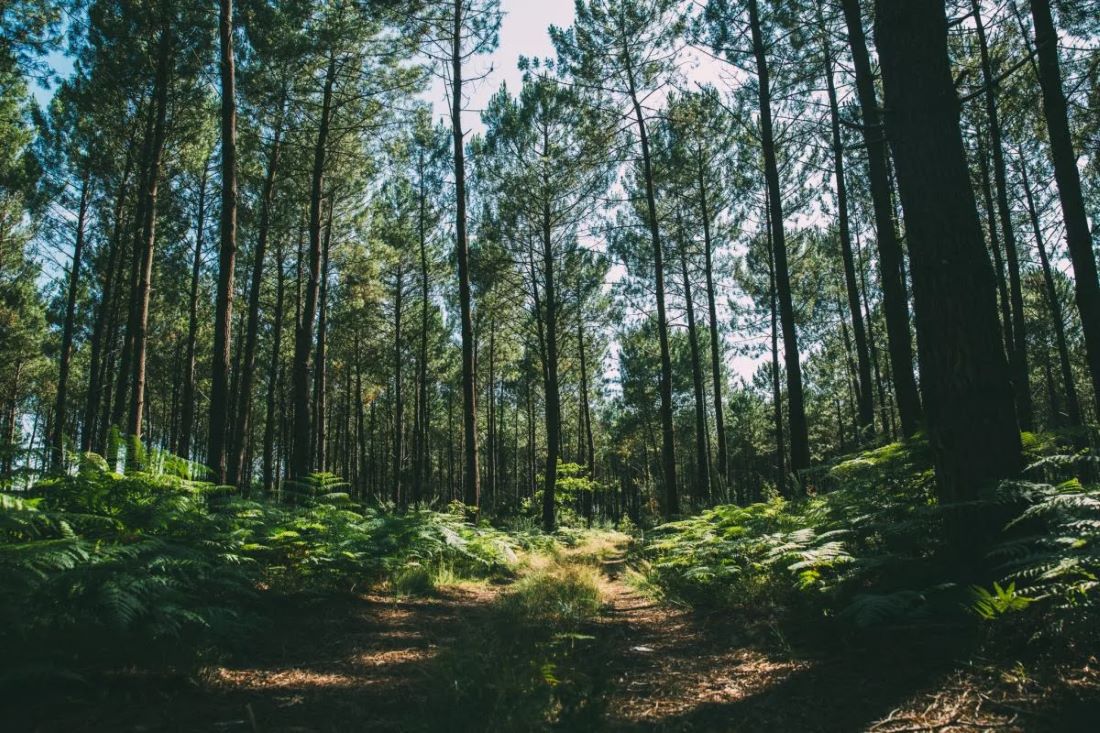 Parc Naturel Régional des Landes de Gascogne