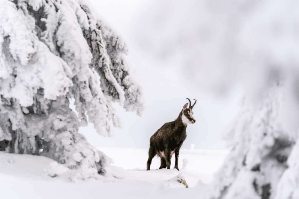 Activités d'hiver et d'été : neige et randonnée Pays de Gex Monts Jura