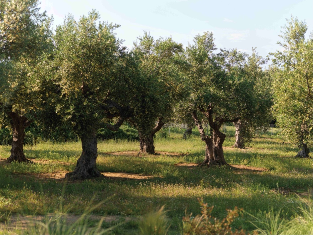 Costa Navarino