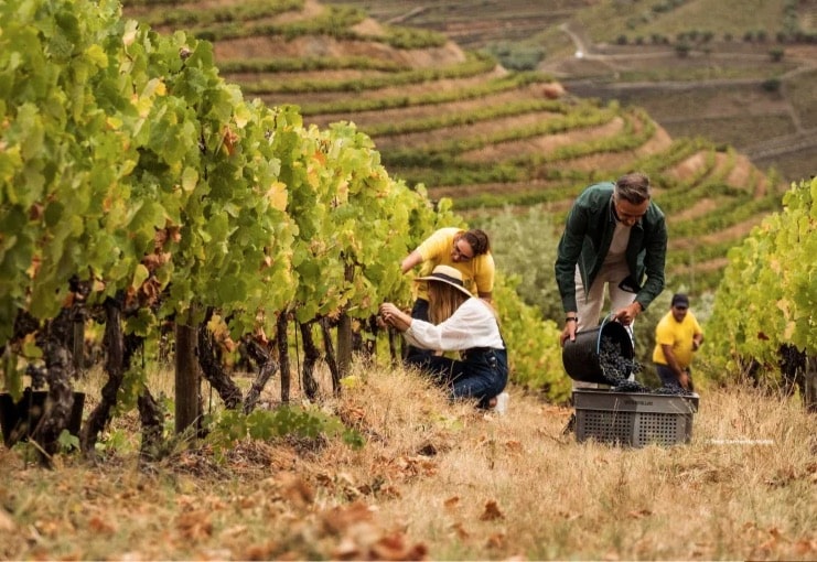 Portugal : Une nouvelle façon de découvrir ce territoire par ses routes des vins