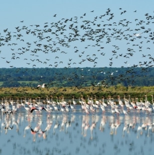 Reserva Natural do Estuário do Tejo